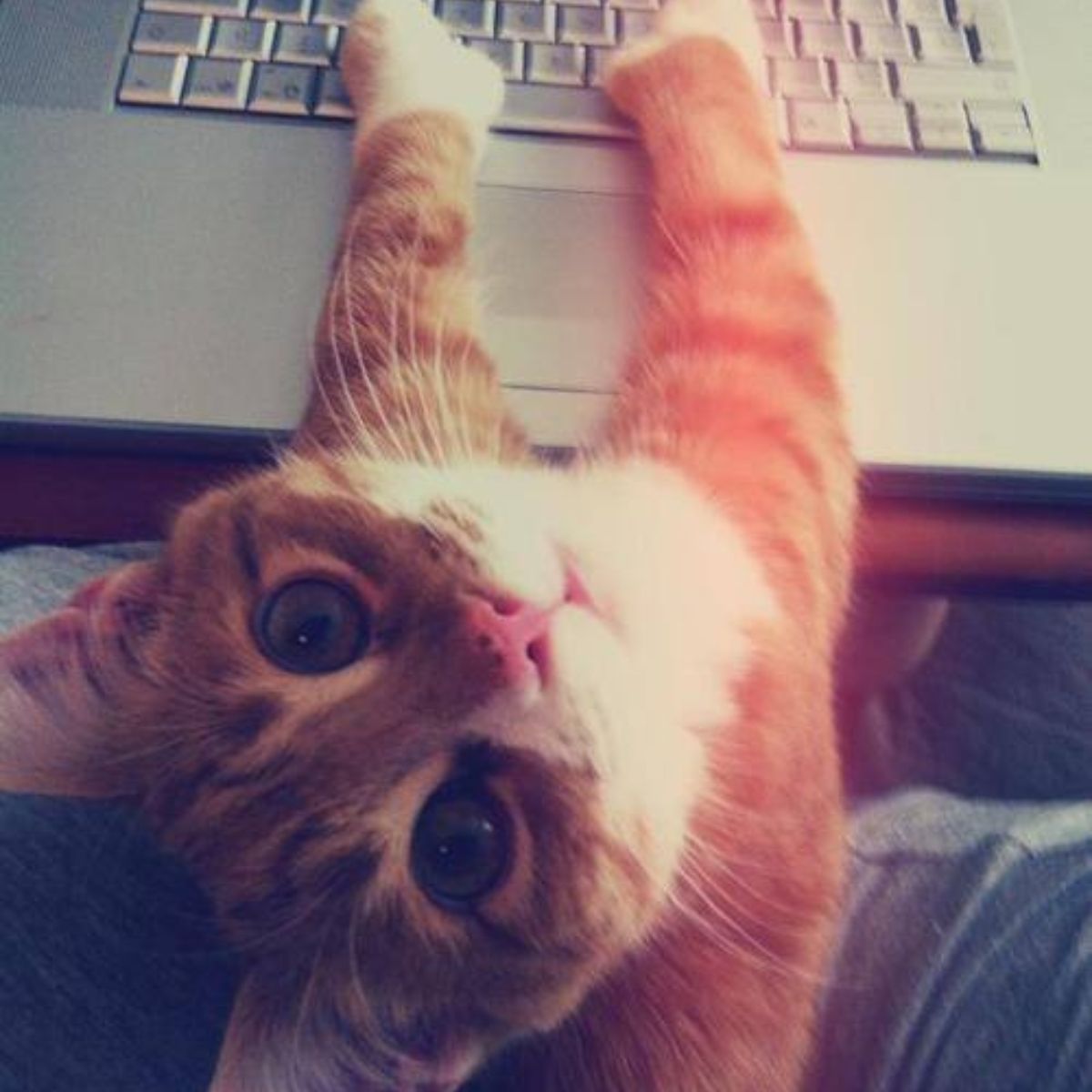 ginger cat on a laptop