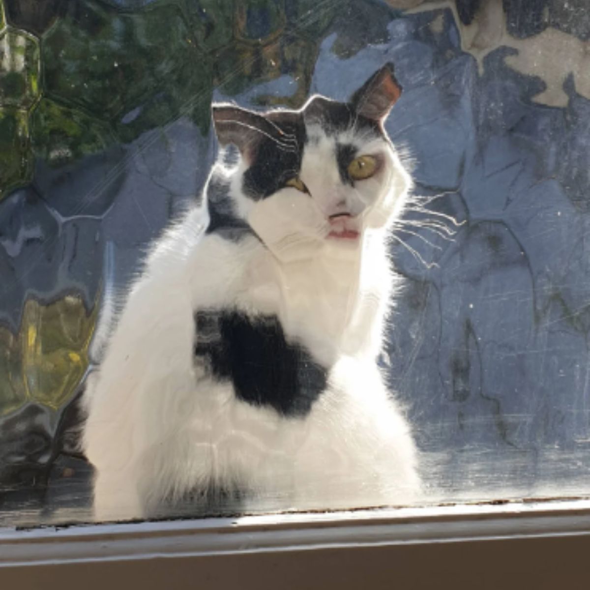 cat through a blurry window