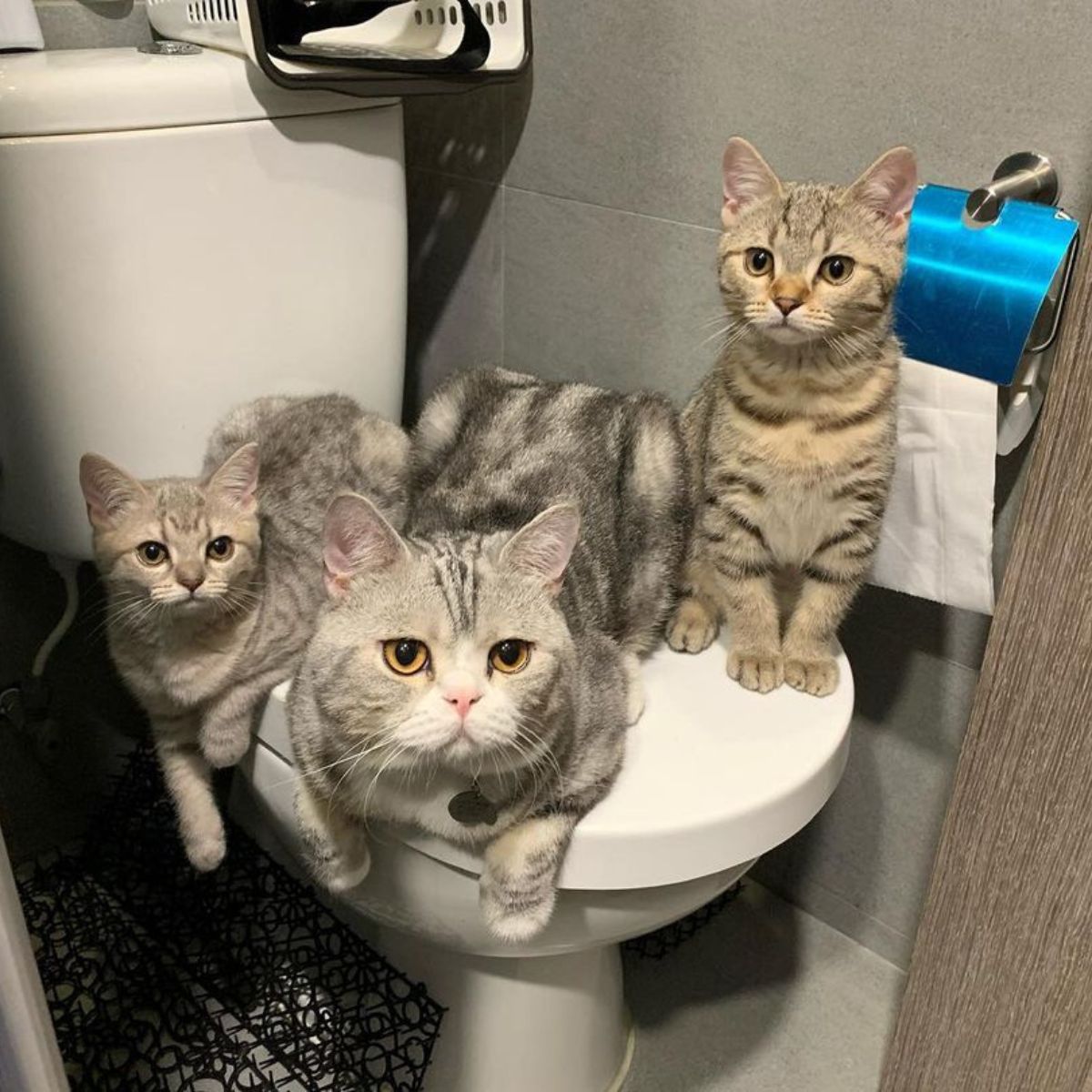three cats sitting on the toilet