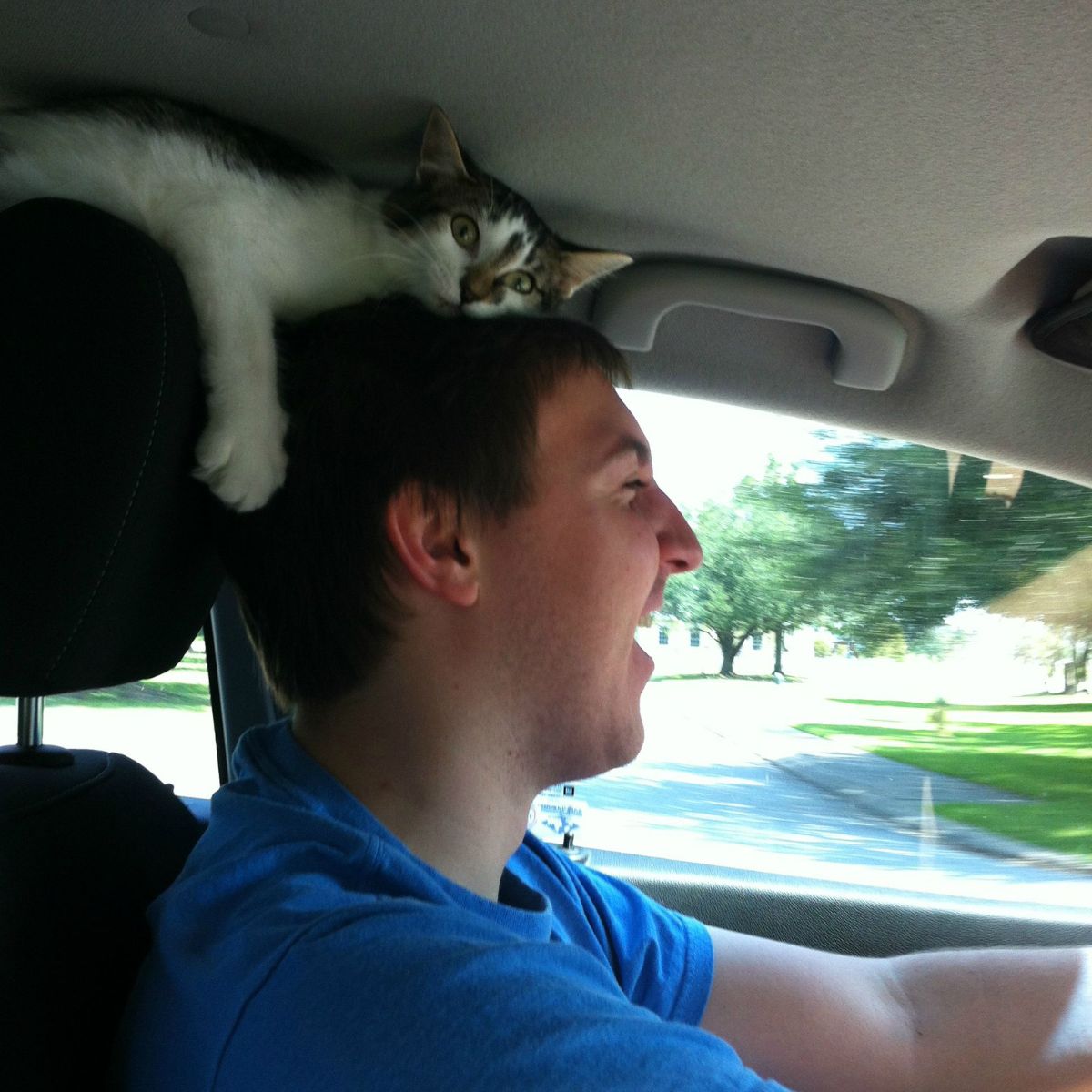 cat in a car with its owner
