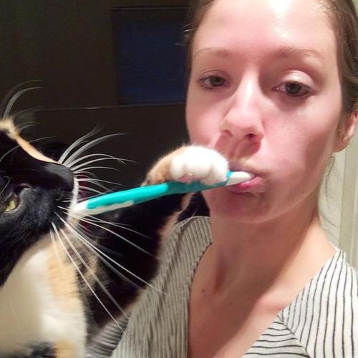 cat help owner brush her teeth 