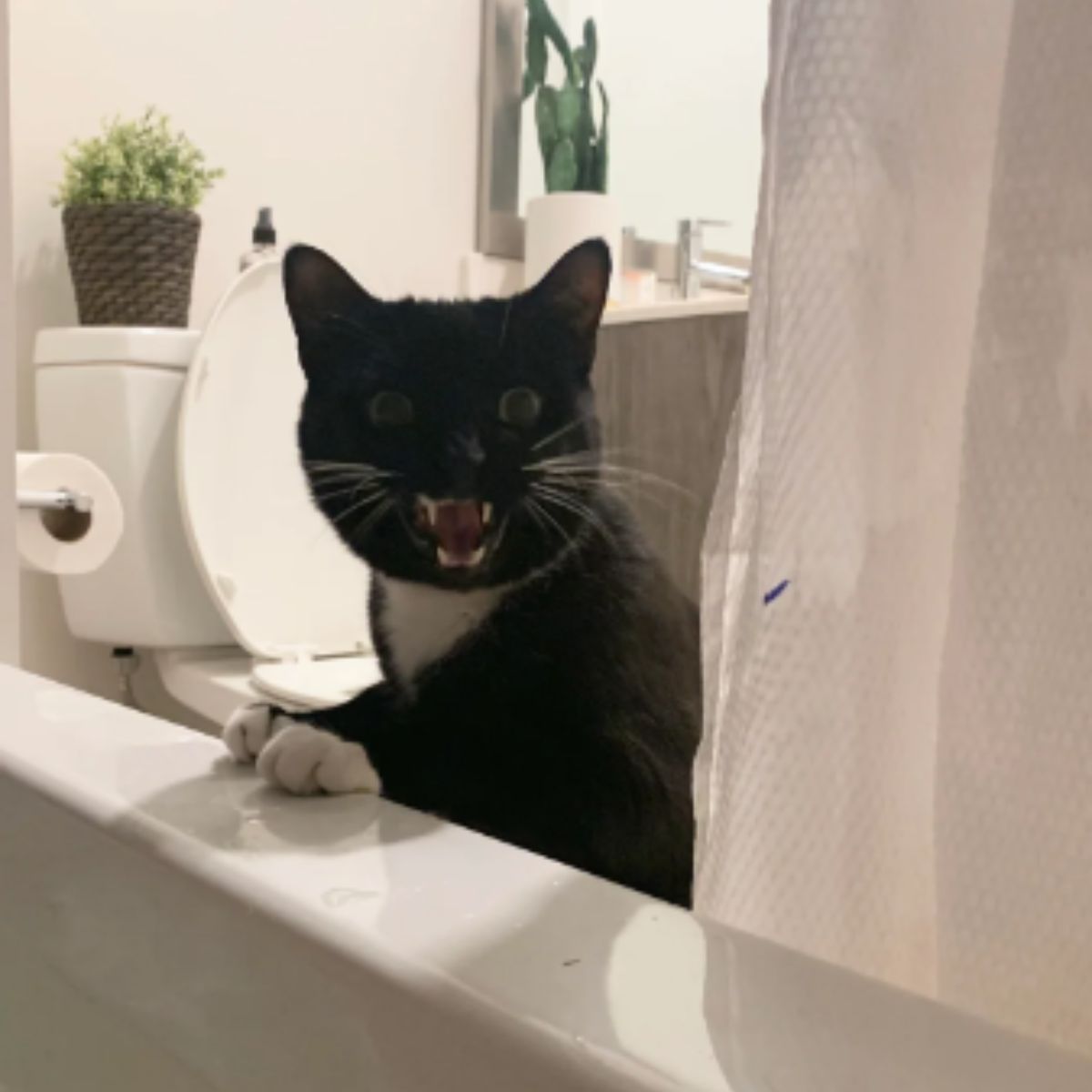 cat surprised in the bathroom