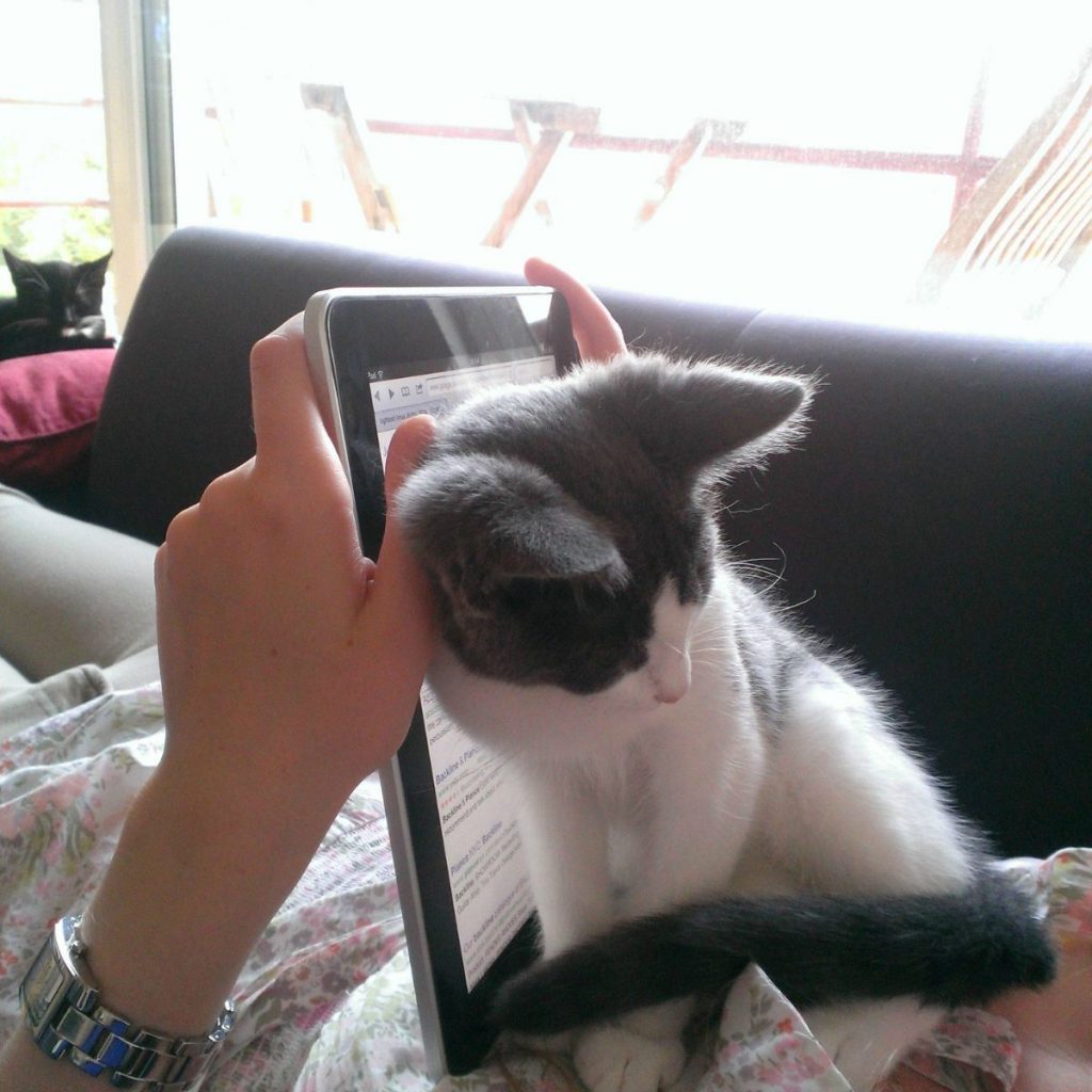 cat leaning on human's iPad