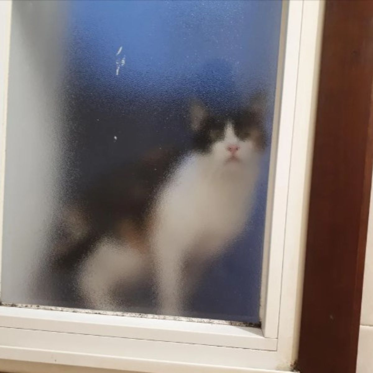 cat watching owner through window