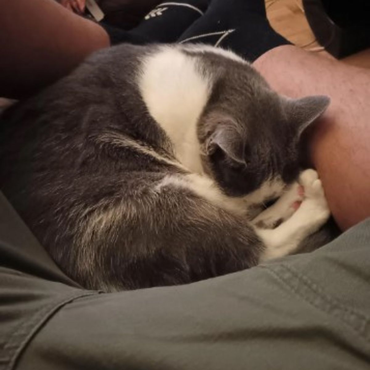 cat sleeping between owner's legs