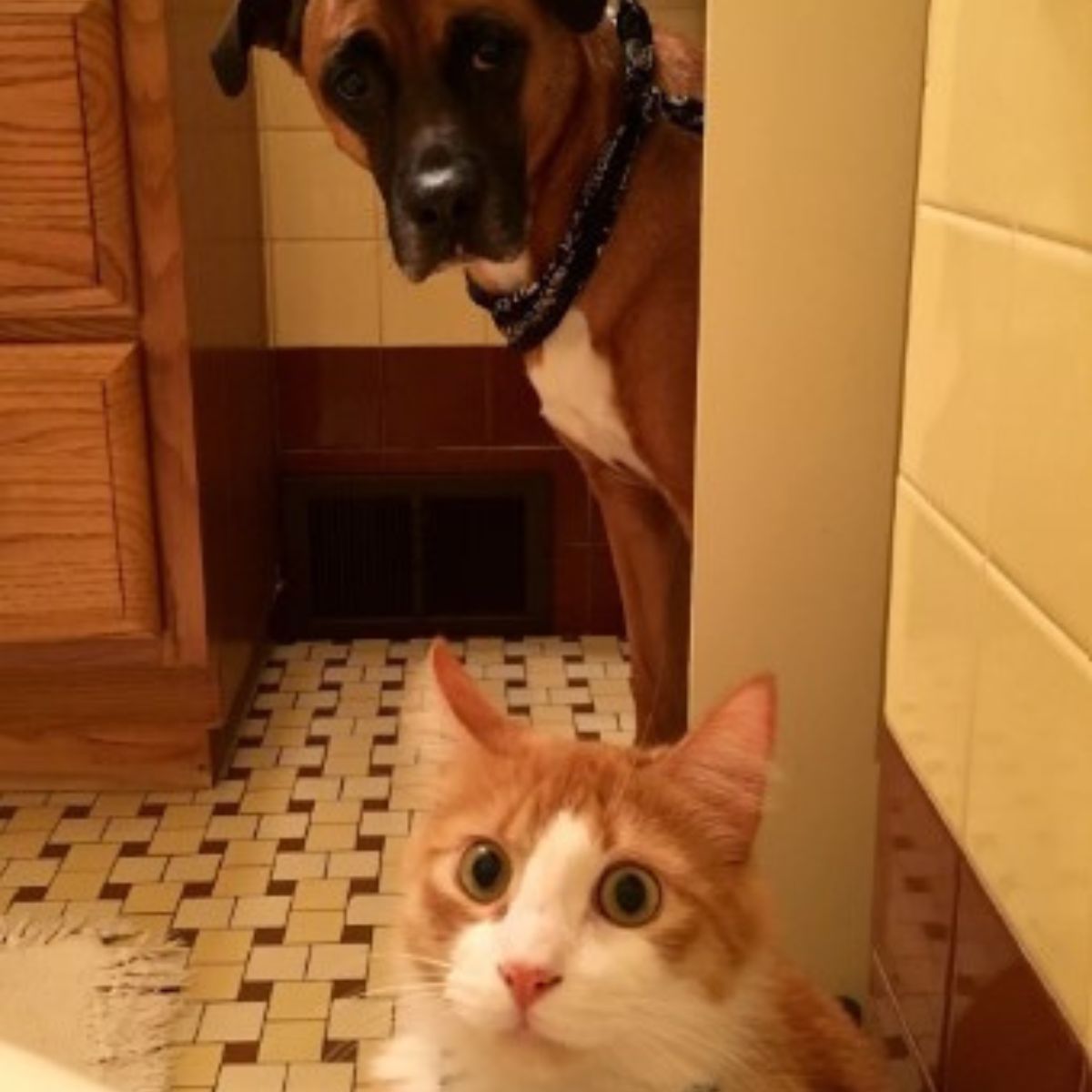 cat and a dog looking at their owner