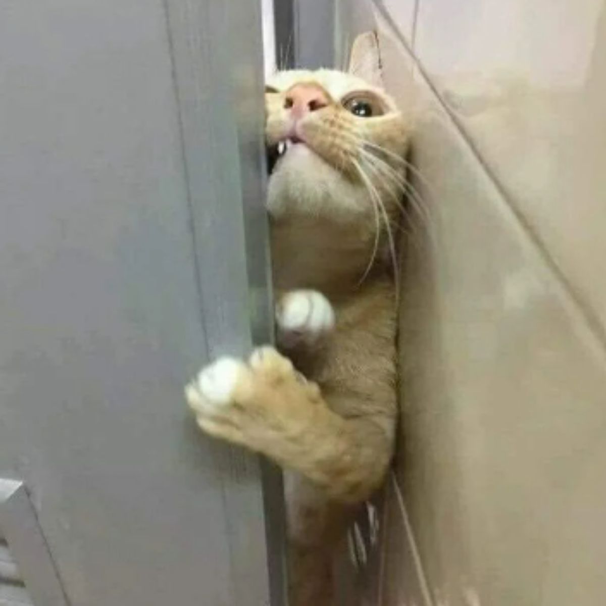 cat trying to enter through barely open door
