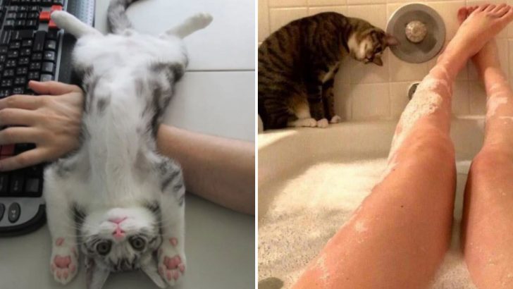30 Cat Parents Share What It’s Like To Be Devoid Of Personal Space When Living With A Cat