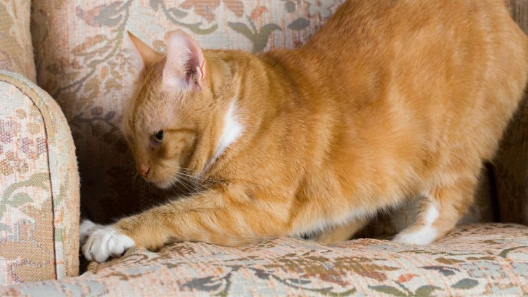 Ginger cat scratching couch