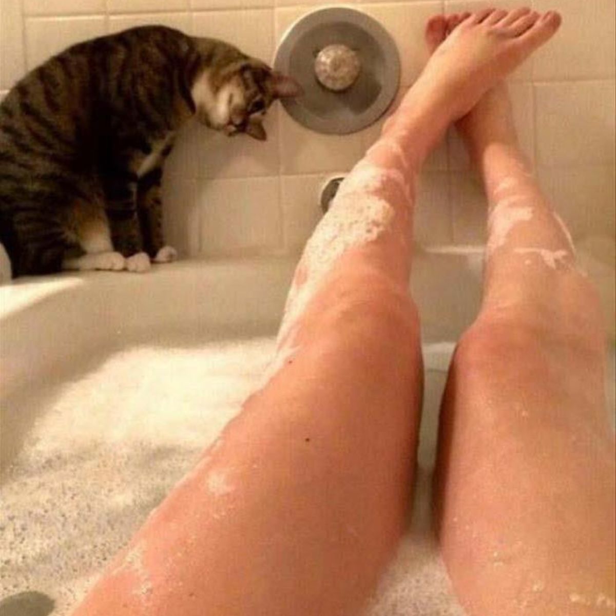 cat in a bathtub