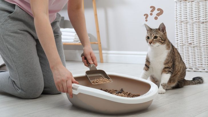 5 Mistakes Almost Every Cat Owner Does With Their Cat’s Litter Box