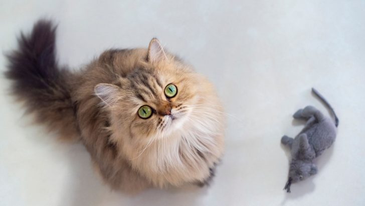 7 Sweet Little Things Your Cat Does To Say ‘I Love You’