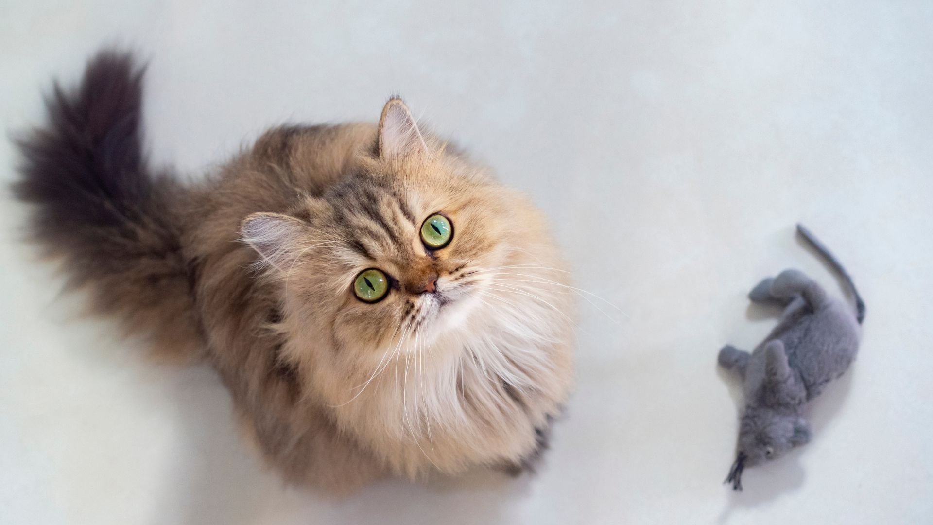 7 Sweet Little Things Your Cat Does To Say 'I Love You'