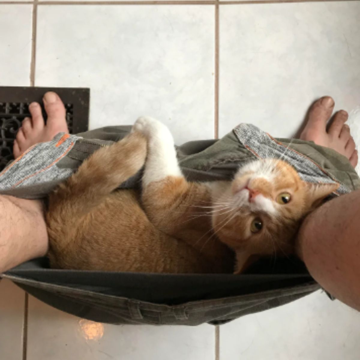 cat in owner's pants