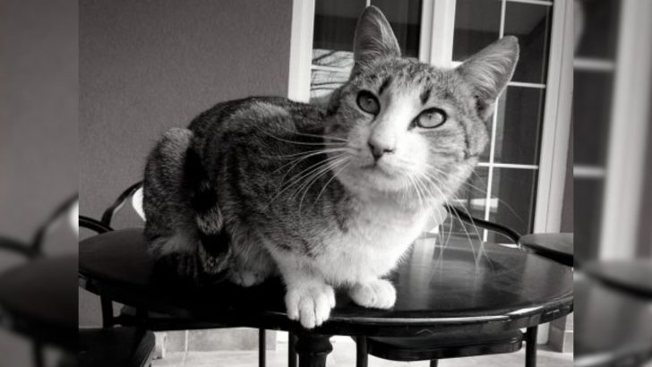 “Goodbye Letter To My Cat Who Crossed The Rainbow Bridge” Will Leave You In Tears