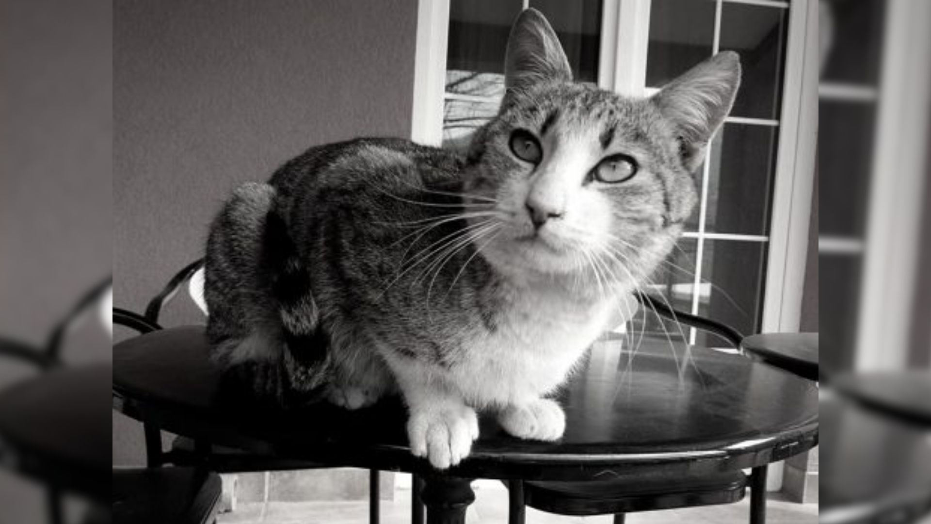 A Goodbye Letter To My Cat Who Crossed The Rainbow Bridge