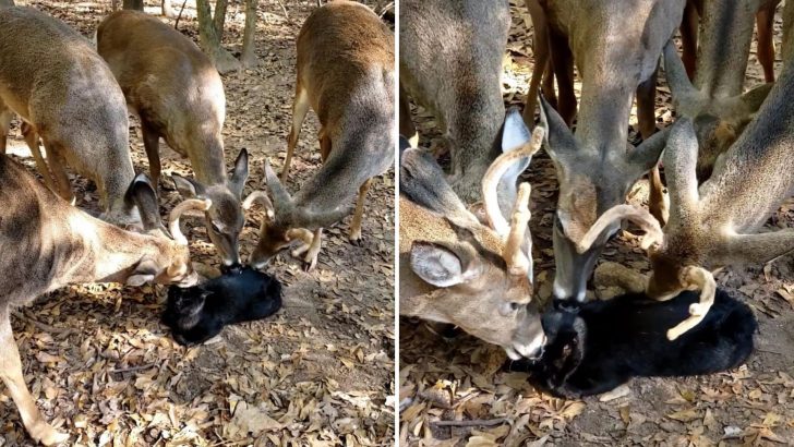 South Carolina Has The Sweetest Herd Of Deer And A Lucky Cat Who Gets To Enjoy Their Affection