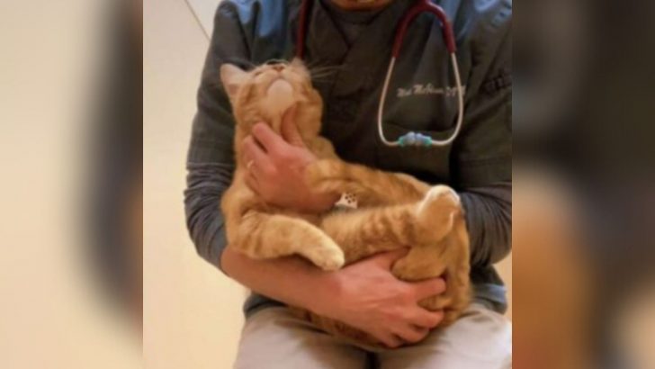 A Kitty With An Injured Leg Was Brought To Be Put Down But The Vet Had A Better Idea