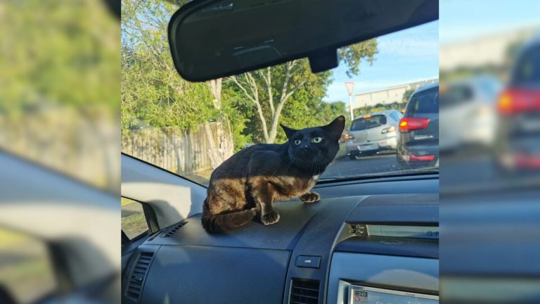 stray cat in the car