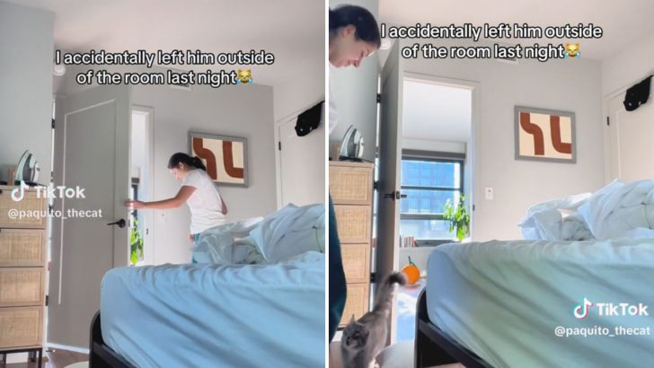 Cat Scolding Owner For Being Locked Out Of Her Bedroom Will Be The Funniest Thing You See Today