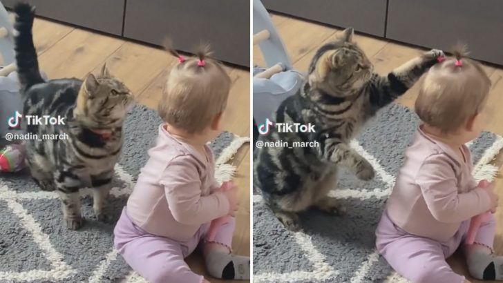 Adorable Kitty Can’t Resist Playing With Baby’s Pigtails