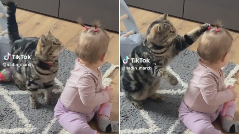 Cat playing with child