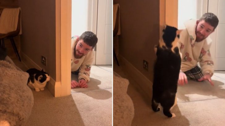 It’s Hard To Tell Who Loves Hide-And-Seek More, This Tuxedo Kitty Or His Owner