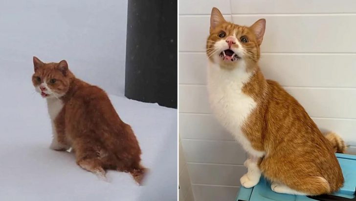 Blind Cat With A Weak Leg Was Stuck In The Snow Until This Brave Boy Came To The Rescue