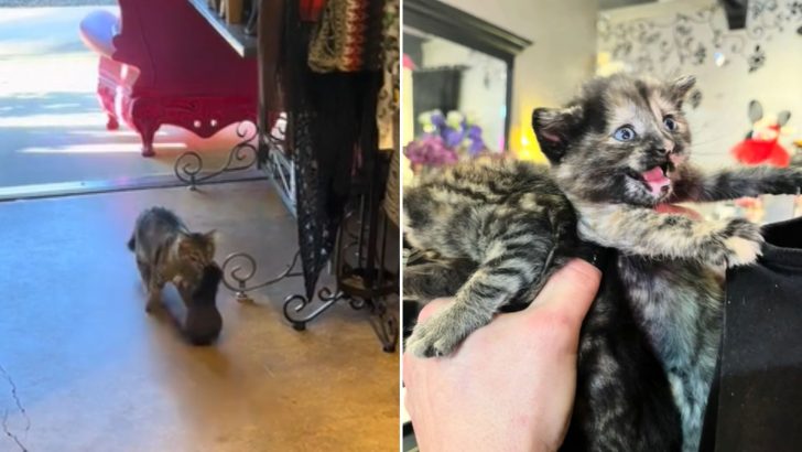 Stray Cat Gives A Furry Surprise To A Boutique Owner Who Feeds Her Every Day