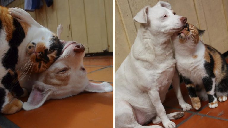 Calico cat and dog