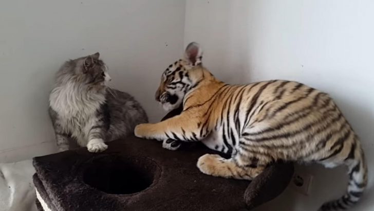 Witness The Magic Unfold As This Caring Cat Welcomes Two Tiger Cubs Into Her Embrace