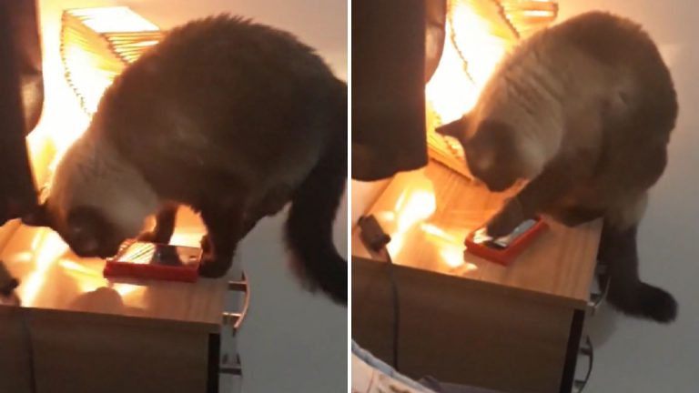 cat turning off alarm clock