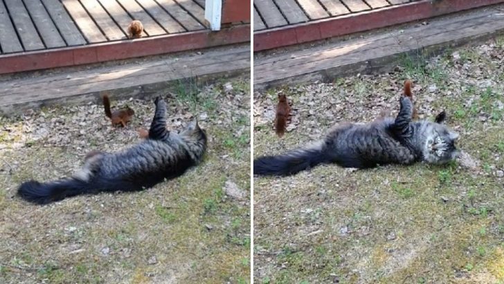 Giant Cat Surprises Everyone With How Gently He Plays With Tiny Squirrels