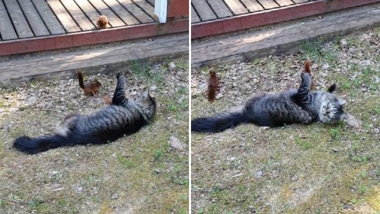 cat and squirrels