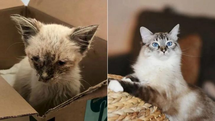 Cat Found ‘Skin And Bones’ Completely Recovers Once She Finds Loving Home