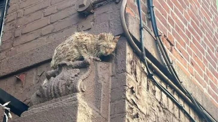 Cat Paralyzed By Fear Trapped On A New York Building’s Most Precarious Ledge