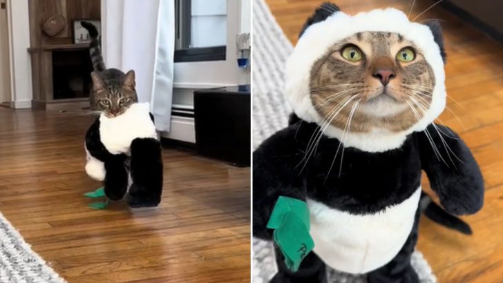 Cat Loki Is Obsessed With His New Panda Costume As If He Knows How Cute He Looks