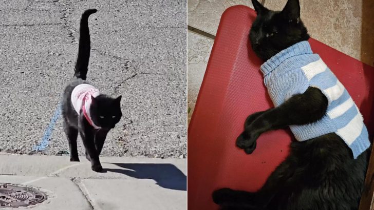 Cat Keeps Coming Home With New Sweaters And It Turns Out He Has A Second Family