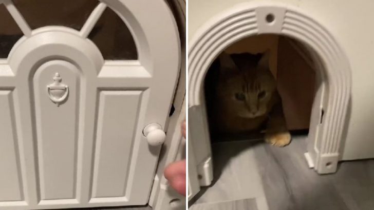 People Went Crazy For This Cat Mom’s Crafty Cat Door That Looks Like It’s Straight Out Of A Cartoon