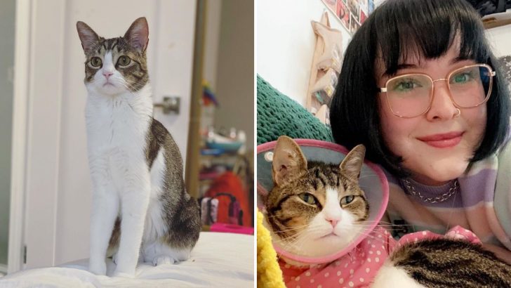 Cat With Ehlers-Danlos Syndrome Finds Her Forever Human With The Same Condition 