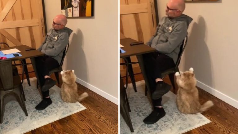 cat next to a man sitting in chair