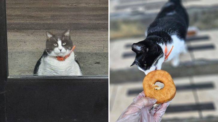 Chunky Kitty Loves Donuts And Is A Regular Customer At A Local Bakery
