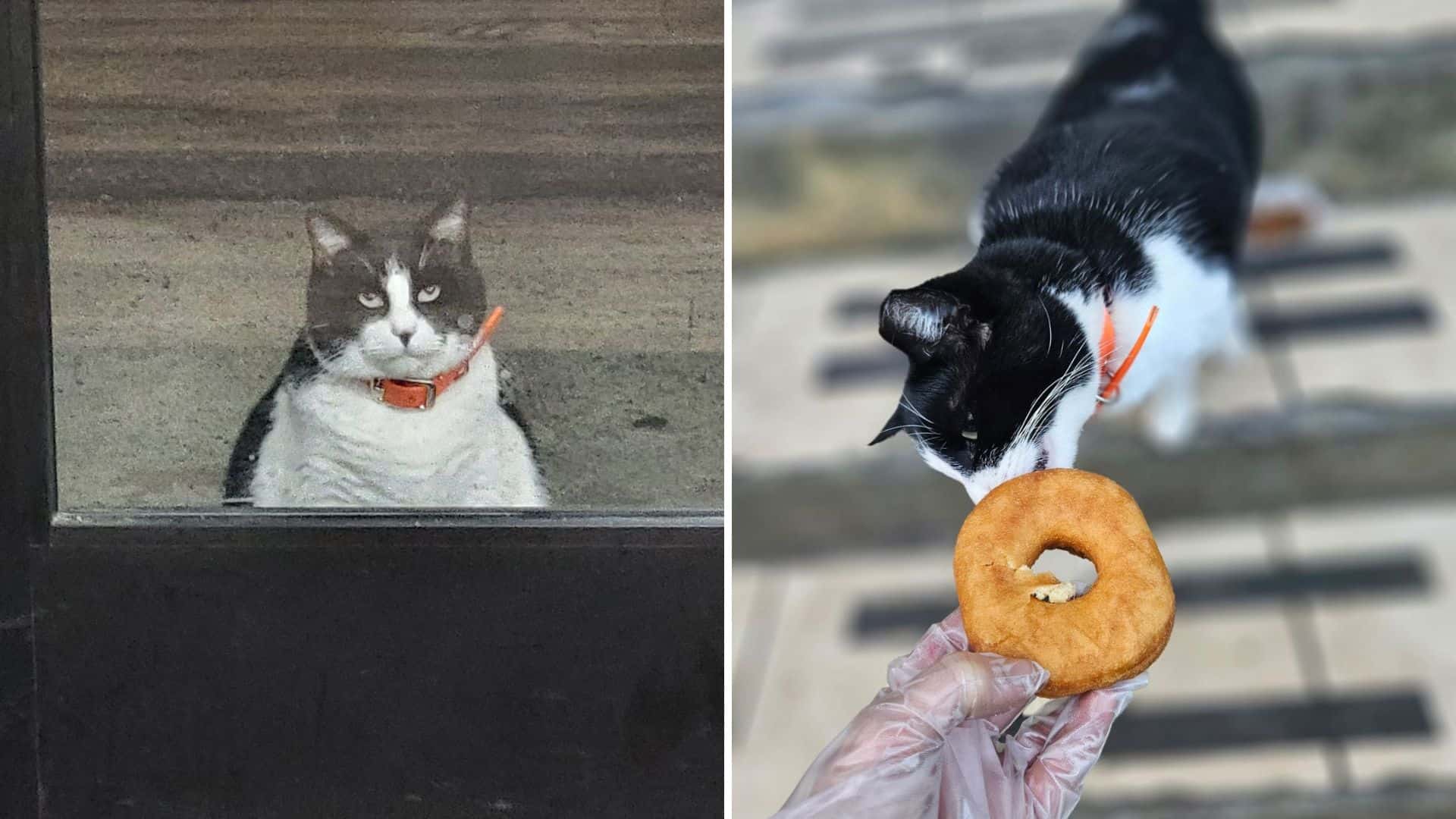 cat and donut