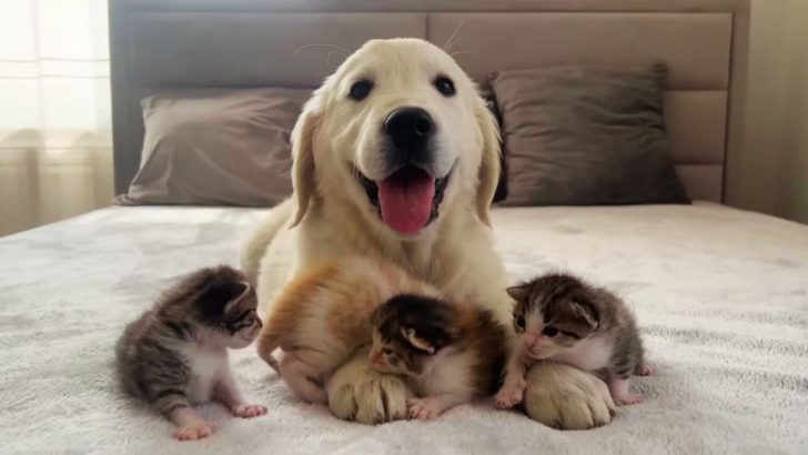 These Kittens Are Hanging Out With A Golden Retriever Pup And Their Bond Will Melt Your Heart