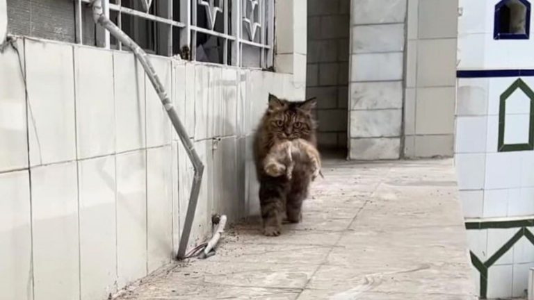 cat carrying a kitten in her mouth