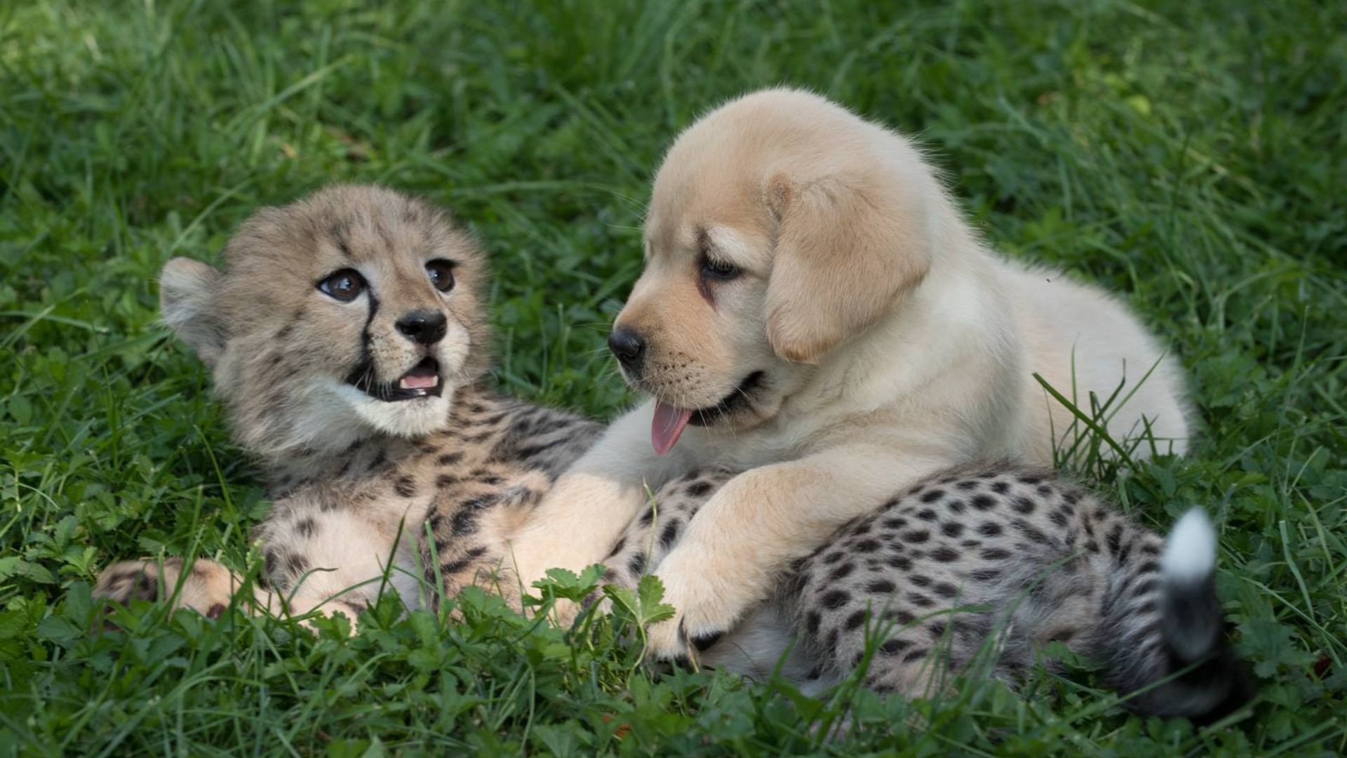 Dog and Cheetah