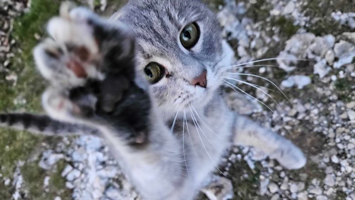 Discover Your Cat’s Personality Just By Looking At Their Paws