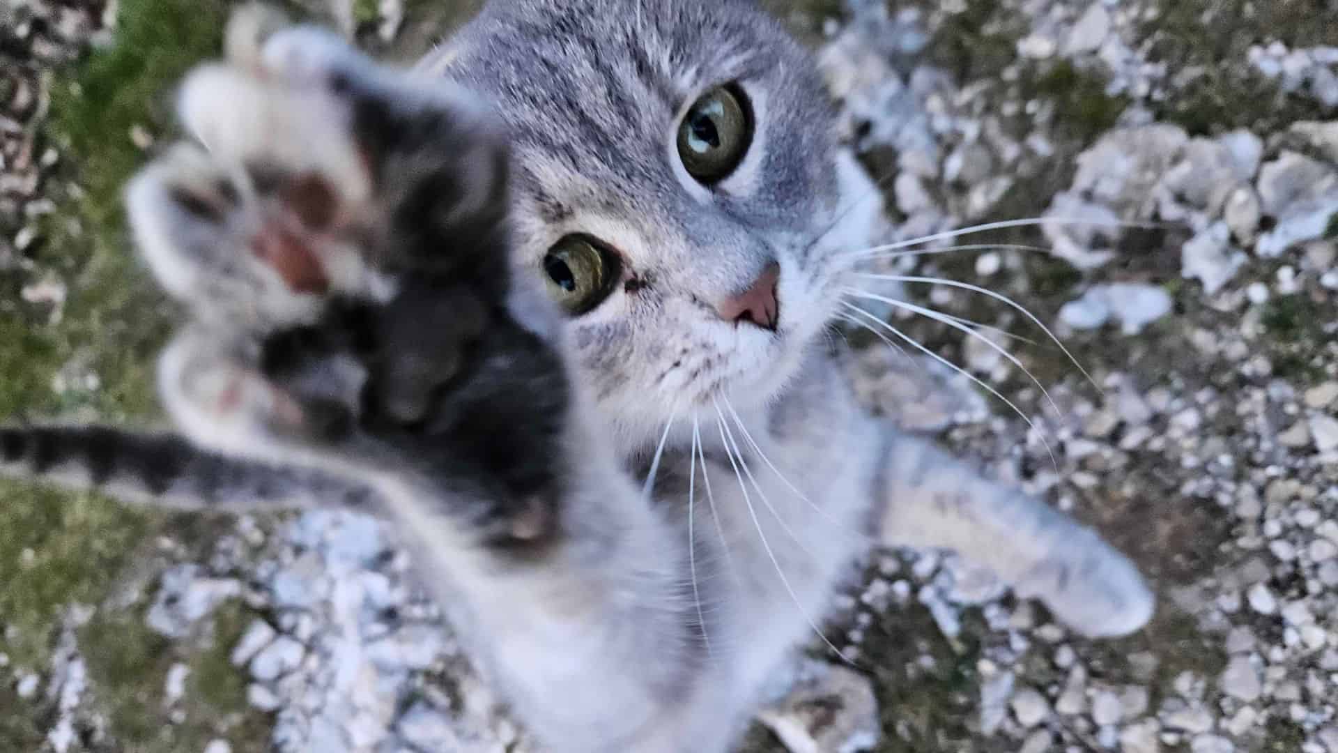 cat holding up a paw