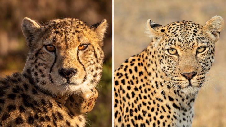 Do You Know What Are The Differences Between Cheetahs And Leopards?