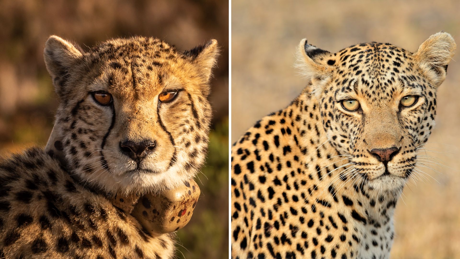 cheetah and leopard